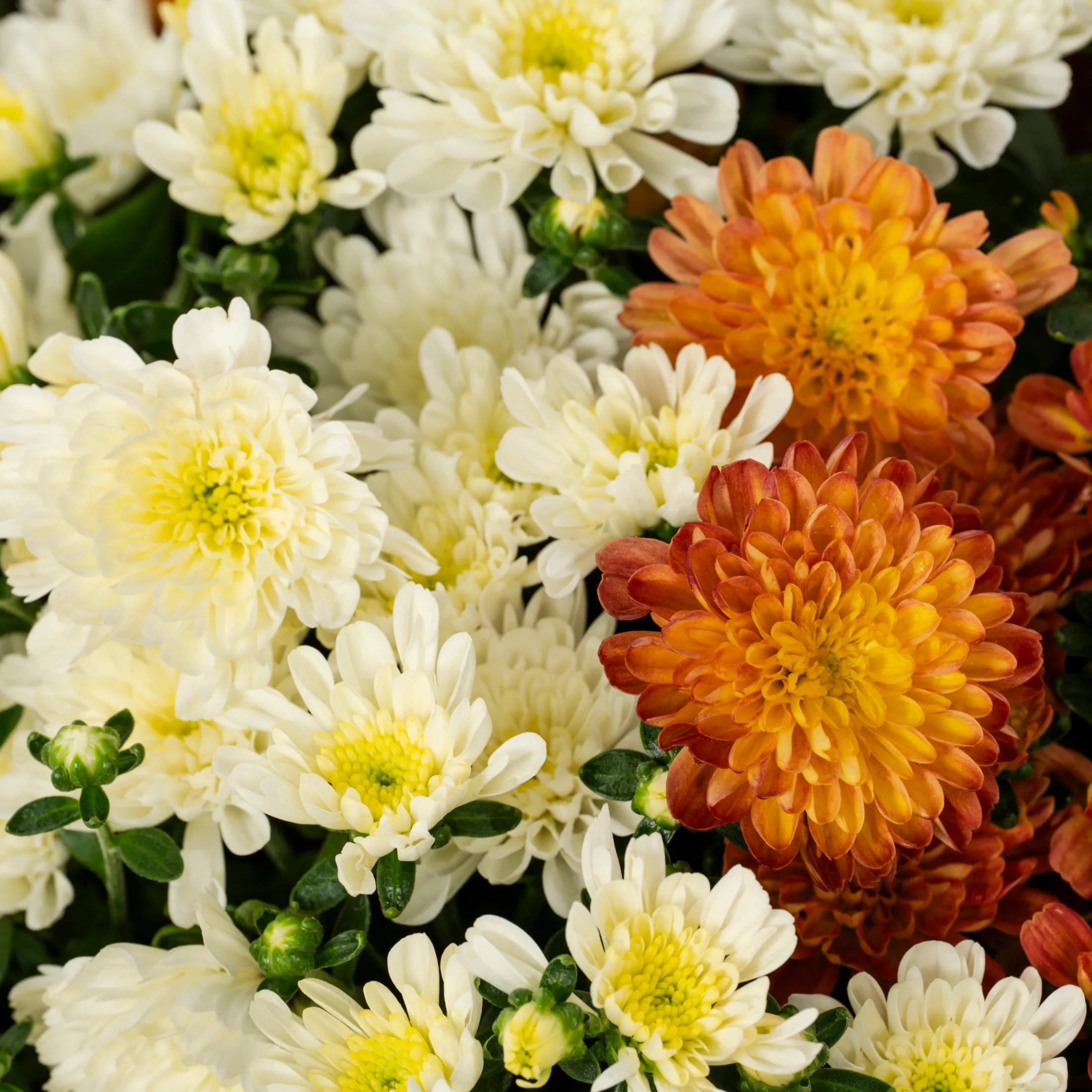 Better Homes & Gardens 3QT Orange & White Bi-Color Garden Mum Live Plant in Pumpkin Planter