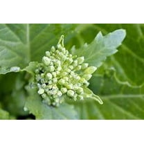 Broccoli Raab, Rapini Seeds - 200 Count Seed Pack - A Green Vegetable That Looks Like Broccoli but is More Closely Related to The Turnip. - Country Creek LLC