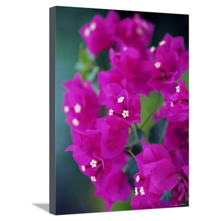 Bougainvillea Blooming, Island of Martinique, Lesser Antilles, French West Indies, Caribbean Stretched Canvas Print Wall Art By Yadid