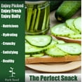 thumbnail image 3 of Park Seed Park's Select Slicer Hybrid Cucumber Seeds, Pack of 30 Seeds, 3 of 4