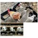 thumbnail image 5 of Paquete de 4 Comederos para Patos, Cerca Colgante, Comedero para Ganso y Pavo, Color Negro, con Clips, 5 of 5