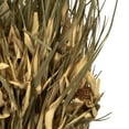 thumbnail image 3 of Vickerman 26" Natural Tulip Star, 16oz (4 -4oz Bundles), Dried, 3 of 5