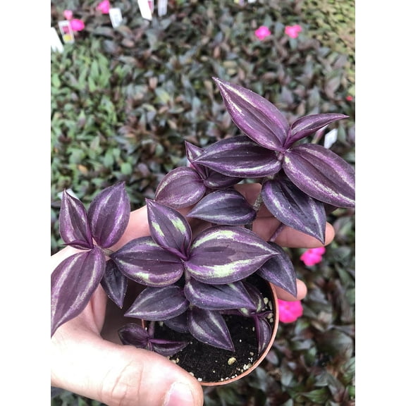 Tradescantia Zebrina Burgandy ~ Live Wandering Jew Plant ~ Vibrant Dark Purple ~ Live Plant for Home Office and Garden