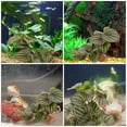 thumbnail image 1 of IDEANATEGRATE Artificiales Realistas Para Terrarios Reptiles Y De Acuarios, 1 of 7