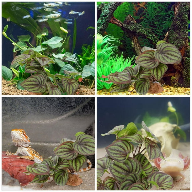 IDEANATEGRATE Artificiales Realistas Para Terrarios Reptiles Y De Acuarios