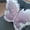 Purple, variant on Butterfly Plush Pillow Lumbar Support Cushion 21 Inch Velvet Throw for Bedroom Decor or Car Backrest Purple