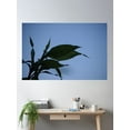 thumbnail image 2 of Household Plant Poster Wall Art, Modern Wall Decor, 24x36 UNFRAMED, 2 of 3