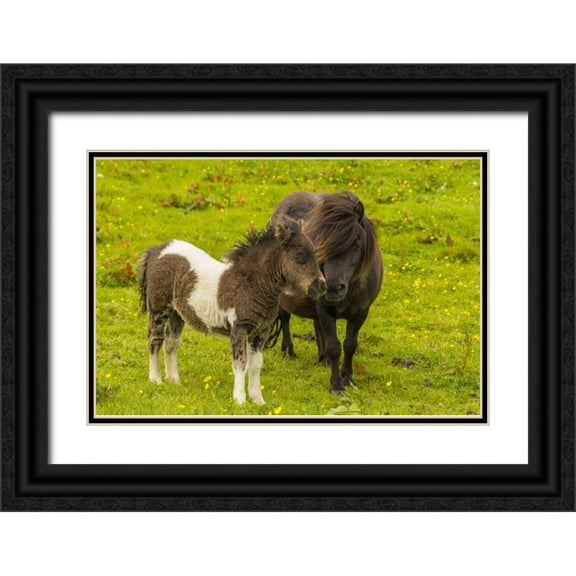 Illg, Cathy and Gordon 32x23 Black Ornate Wood Framed with Double Matting Museum Art Print Titled - Shetland Islands Shetland pony and offspring