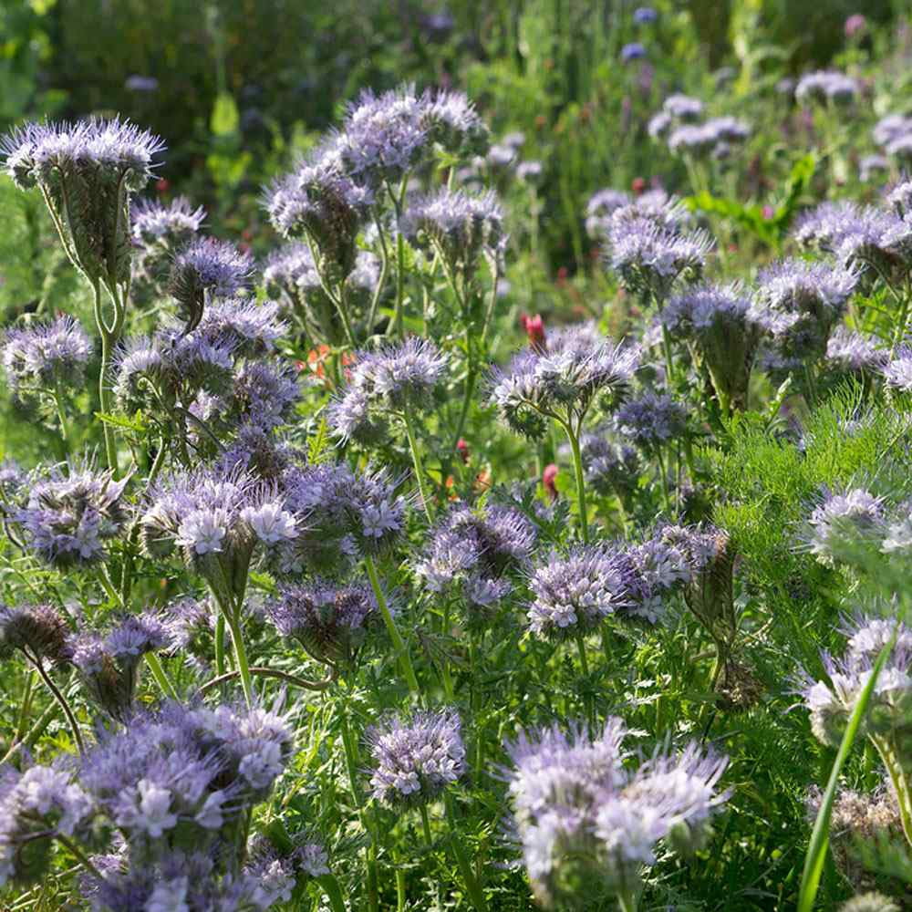 Lacy Phacelia Seeds - Phacelia Tanacetifolia Wildflower Seed - 5 LBS