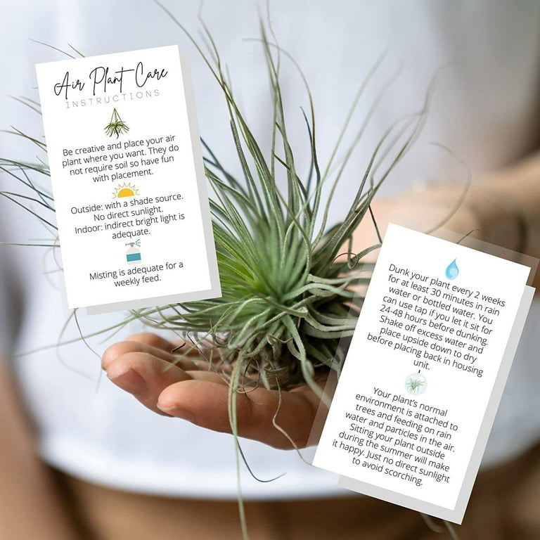 Air Plant Care General Instructions Card 50 Pack 2x3.5 in Business Card Air  Plant Care Plant Care Guide for House Sitter, Neighbor, Friend White Card  with Colored Icons - Walmart.com