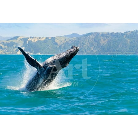 Humpback Whale Jumping out of the Water Print Wall Art By