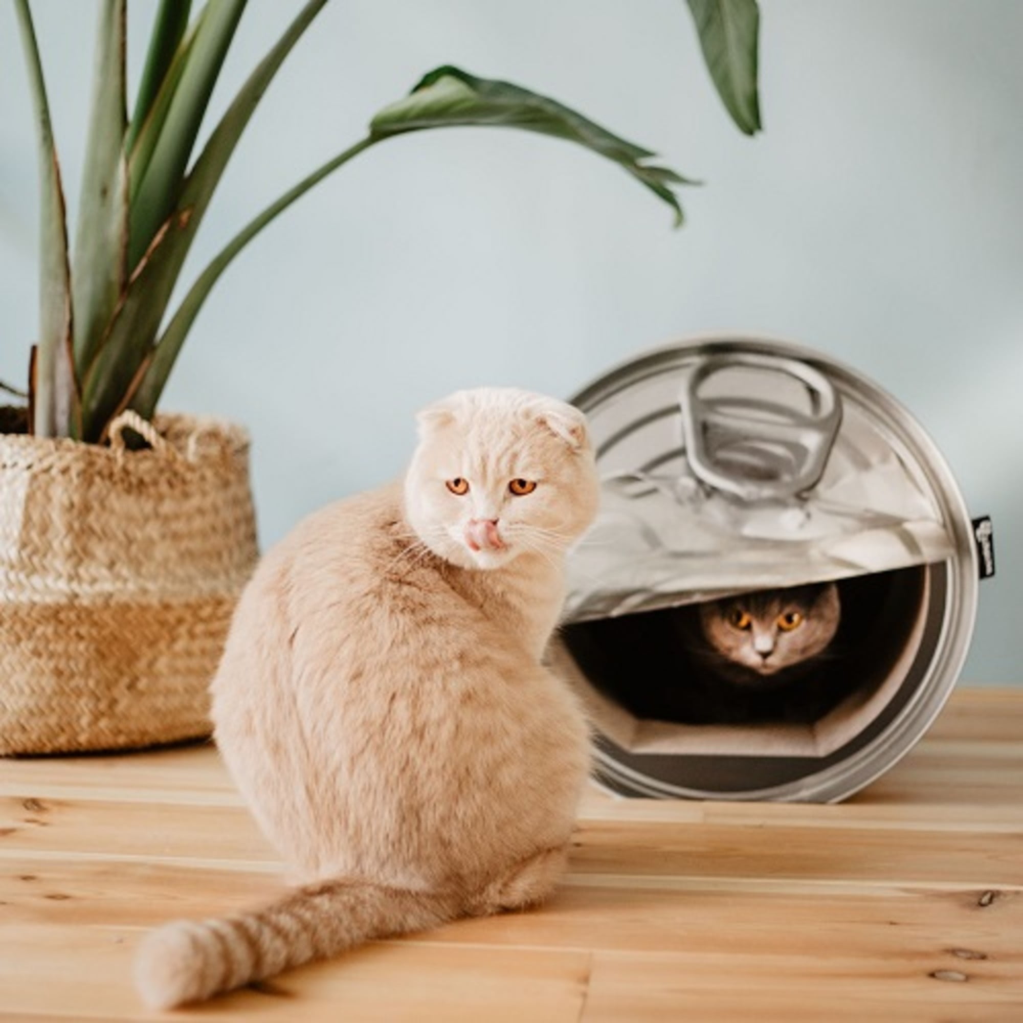 cardboard cat scratcher walmart