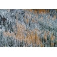 thumbnail image 2 of Haney, Chuck 32x23 White Modern Wood Framed Museum Art Print Titled - Fresh snowfall on autumn larch trees on Columbia Mountain in Columbia Falls-Montana-USA, 2 of 4