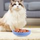 thumbnail image 2 of 12 Uds. Cuenco para gatos, plato de comida para gatos poco profundo, cuencos de alimentación para gatos, platos redondos de comida para mascotas, 2 of 5