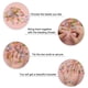 thumbnail image 3 of Perlas de Flor de Vidrio Transparente Uxcell, Perlas de Hibisco Verdes, 3 of 6