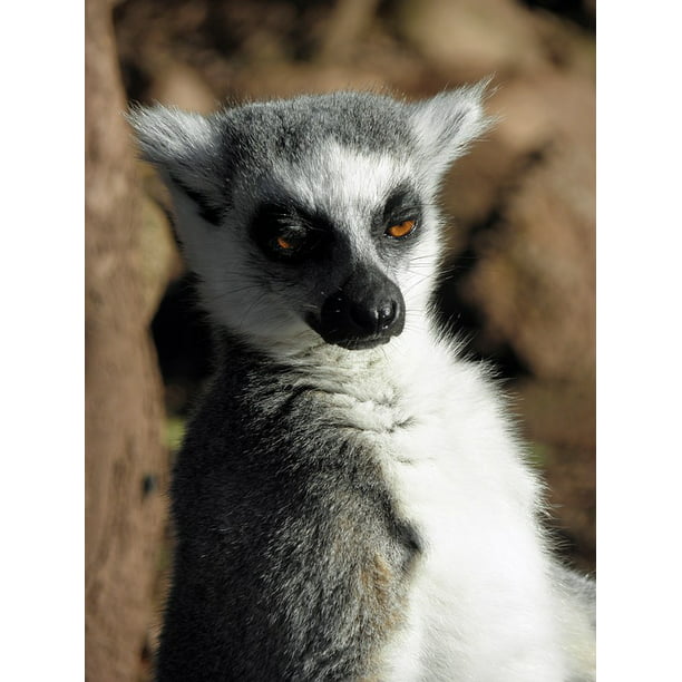Wildlife Mammal Lemur Primate-12 Inch By 18 Inch Laminated Poster With ...