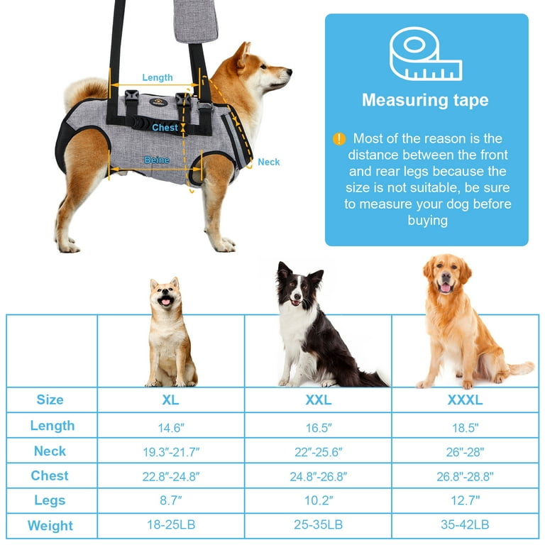 How to Travel With Large Dogs: Essential Tips for Stress-Free Trips