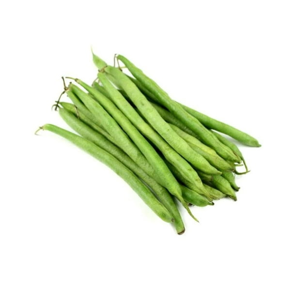 50 BURPEE STRINGLESS Green Pod BEAN French Phaseolus Vulgaris Vegetable Seeds
