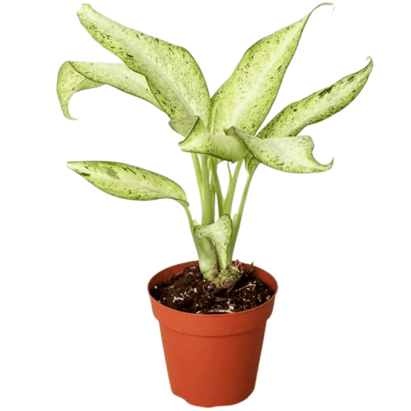 Dieffenbachia Camouflage Live Plant for Indoor | Different Houseplants in 4'' & 6'' Pot | Real House Plant for Living Room, Office, Desk & Bathroom | Dumb Cane