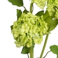 thumbnail image 2 of Vickerman 23.5'' Artificial Green Ball Flower Spray. Includes 2 sprays per pack., 2 of 7