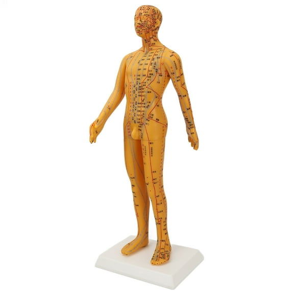 Chinese Medicine Acupuncture Model,53cm Human Body Acupuncture Human Body Acupuncture Model Man Acupuncture Model Crafted with Care