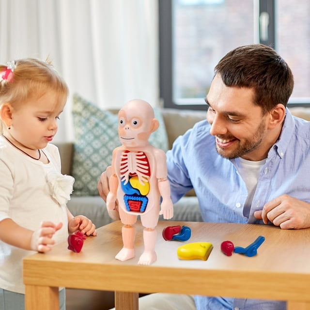 RXIRUCGD Toys Children's Toy Human Body Model Human Organ Anatomical Assembly Model