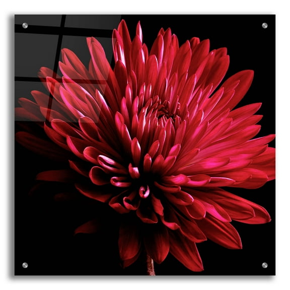 Epic Art 'Red Chrysanthemum on Black' by Tom Quartermaine, Acrylic Glass Wall Art, 24"x24"