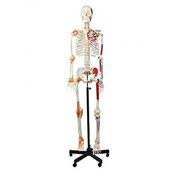 Wellden Product Anatomical Human Muscular Skeleton Model, w/Ligament, Numbered, Life Size 170cm