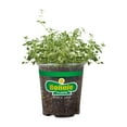 thumbnail image 3 of (2 pack) Bonnie Plants Green English Thyme Live Plant in Pot, 3 of 11