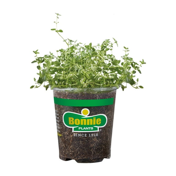 Bonnie Plants Green English Thyme Live Plant in Pot