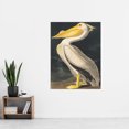 thumbnail image 2 of John James Audubon Style Pelican Bird Vintage Detailed Illustration Extra Large XL Wall Art Poster Print, 2 of 3