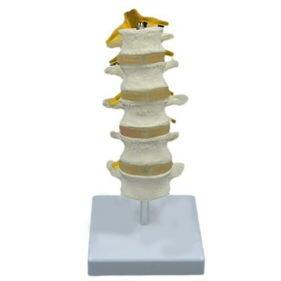 Human Anatomical Lumbar Spine Model Five Segment Lumbar Spine Model for Teaching