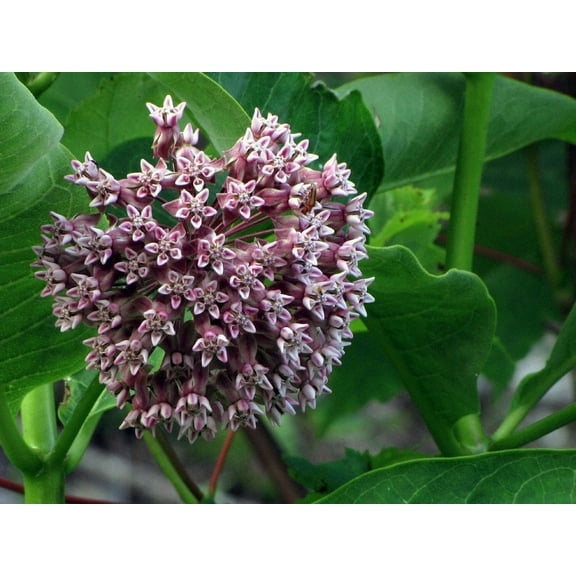 Milkweed, common Seeds (Asclepias syriaca L) 100 Seeds (1 grams)
