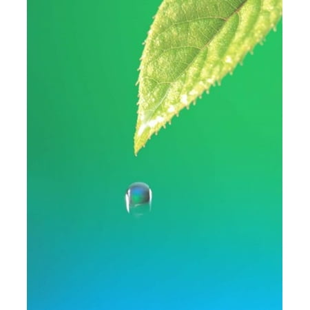 Droplet Falling From Green Leaf with Green and Teal Colored Background Canvas Art - Panoramic Images (20 x