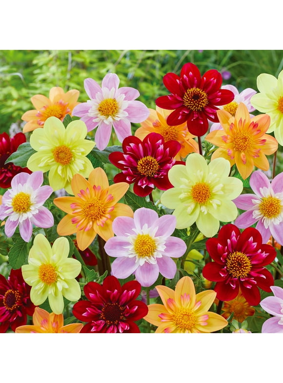 Dahlia Bulbs in Plant Bulbs