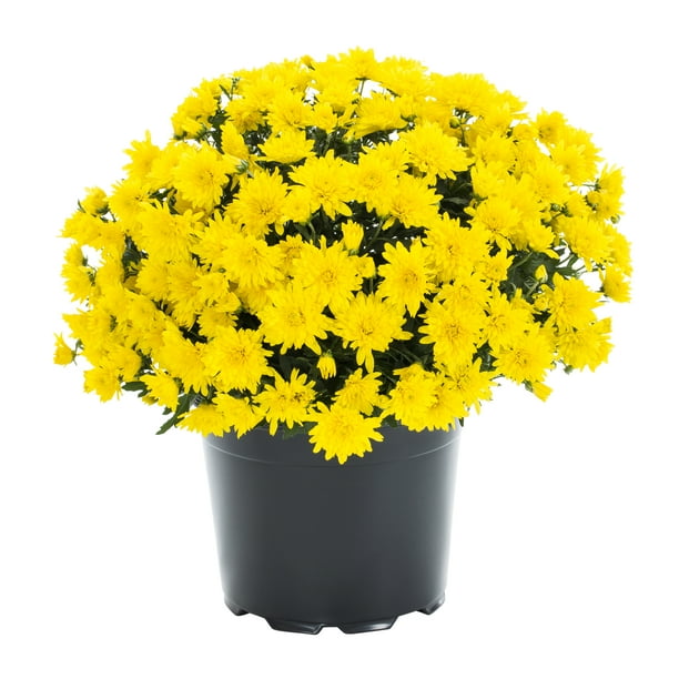 Expert Gardener 8Inch Yellow Garden Mum in Black Pot