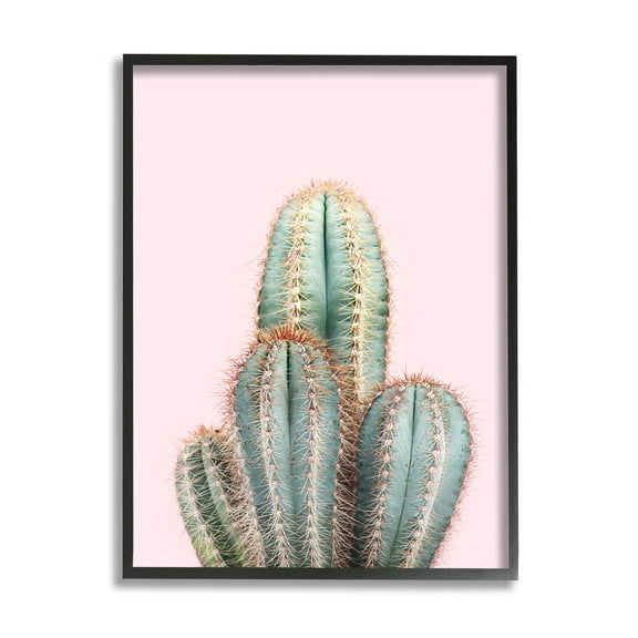 Stupell Industries Blush Cactus Vegetation Botanical & Floral Photography Black Framed Art Print Wall Art, 11 x 14