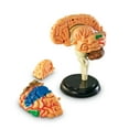 thumbnail image 3 of Learning Resources Brain Model -  Anatomy and  Science Classroom Must Haves, Human Body, 3 of 6