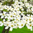 thumbnail image 3 of Brighter Blooms White Dogwood Tree - 4-5 ft., 3 of 6