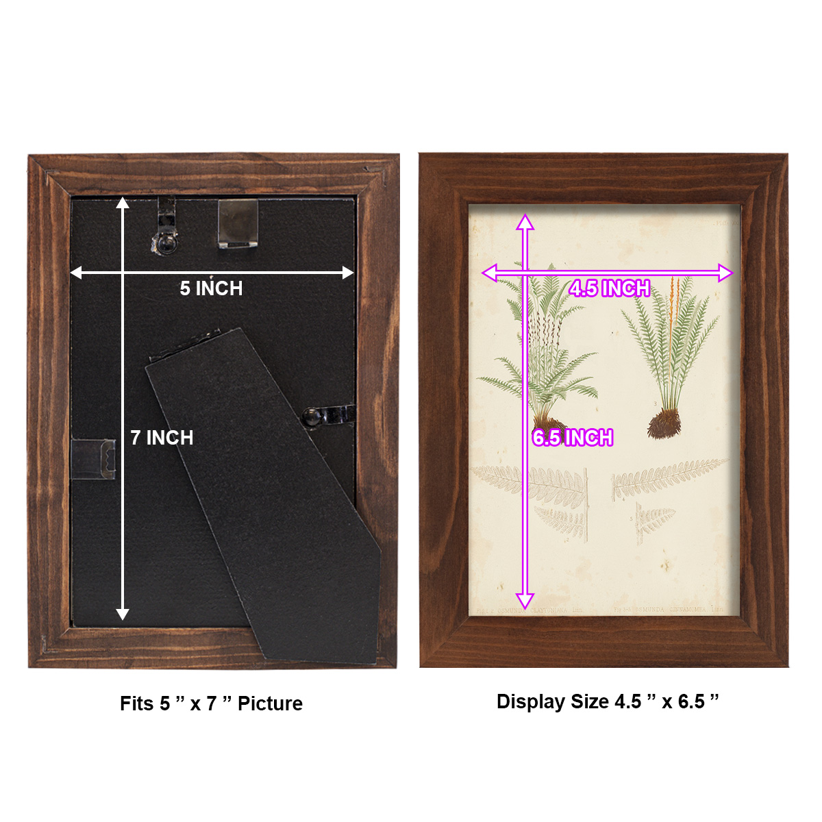 Fern Study III -Framed Print w/glass-Chestnut