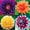 A, variant on Dahlia, Low Maintenance - Easy Grow - Ideal for Beds Borders, Plant Pots & Planters