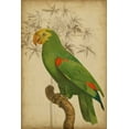 thumbnail image 2 of Vision Studio 17x24 Black Ornate Wood Framed with Double Matting Museum Art Print Titled - Parrot and Palm III, 2 of 4