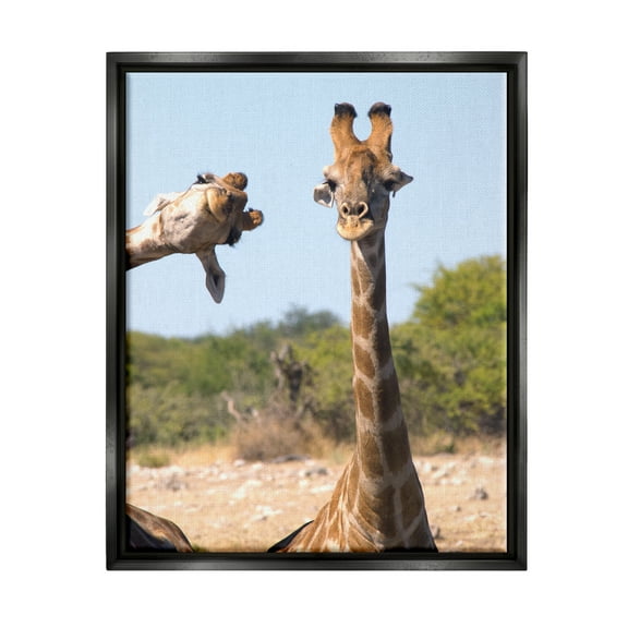 Stupell Industries Funny Photobomb Giraffes Animals & Insects Photography Black Floater Framed Canvas Art Print Wall Art, 17 x 21