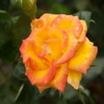 thumbnail image 2 of Heirloom Roses - Red Gold Hybrid Tea Rose Bush - Unique Garden Flowers, 2 of 3