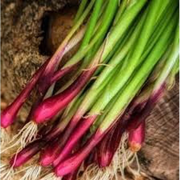 GSDWIUEW 150+ Red Beard Bunching Onion/Scallion- All Heirloom Seeds- Organic-