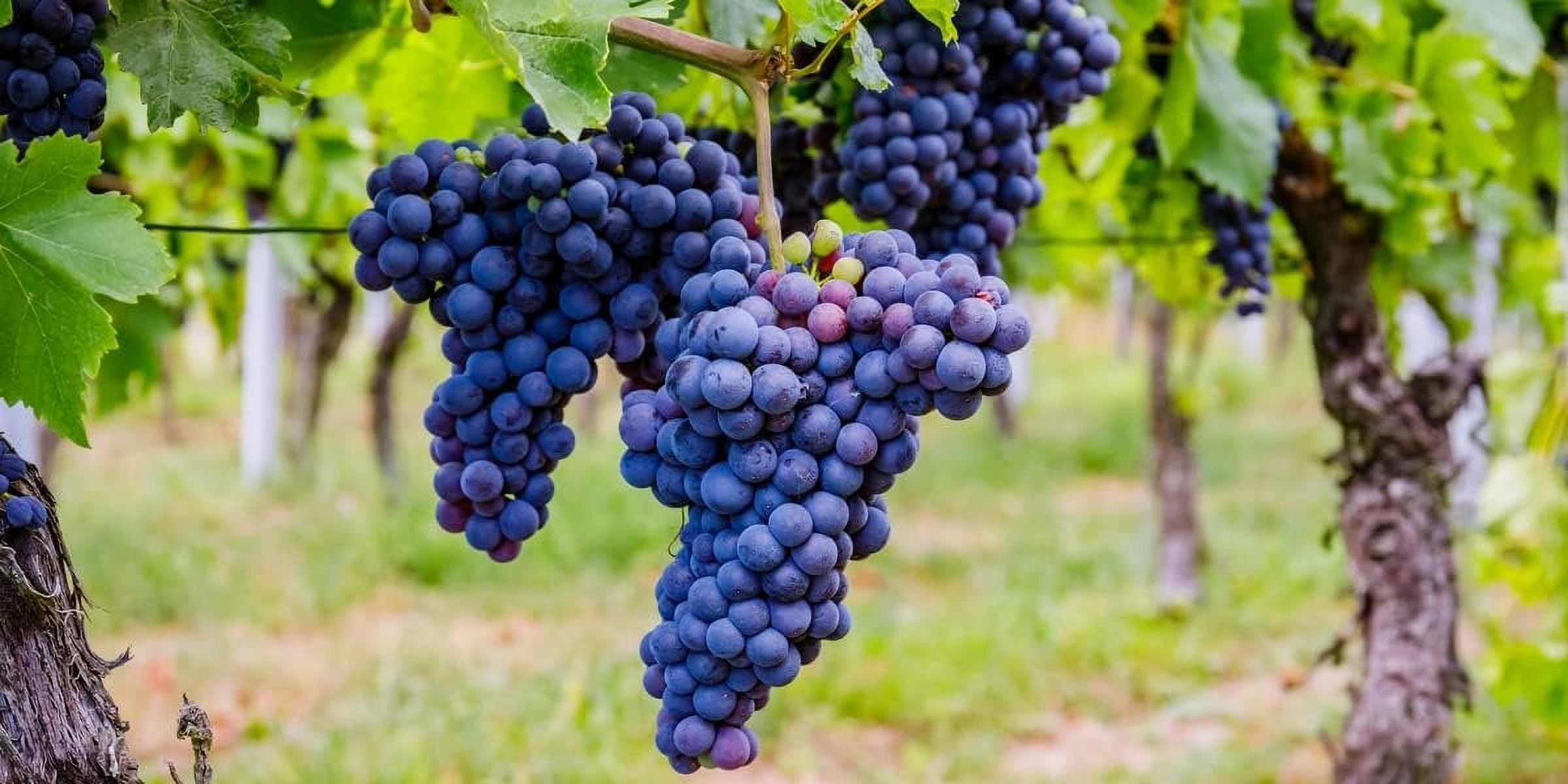 Grape Vine Plant - 5 Live Plants in 4 Inch Growers Pots - Variety is Grower's Choice Based on Health, Beauty and Season - Edible Fruit Bearing Tree for The Patio and Garden