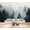 Color 1, variant on Wallpaper Foggy Forest Dark Forest Dense Forest Pine Trees Mist Fog Peel and Stick Wall Murals 100"H x 144"W Removable PVC Wall Paper Self-Adhesive Wall Paintings Art Decor for Bedroom Living Room