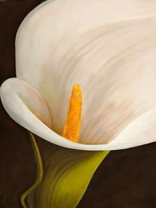Calla Moderna Ii Ca