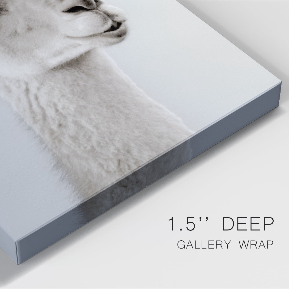Soft Llama Premium Gallery Wrapped Canvas - Ready to Hang