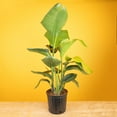 thumbnail image 5 of Costa Farms 36" White Bird of Paradise Live Plants in 8.75" Grower Pot, 5 of 10
